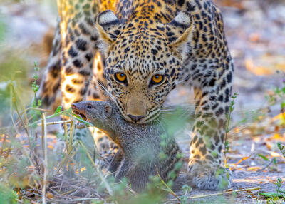 Botswana-Leopard Mongoose Kill
