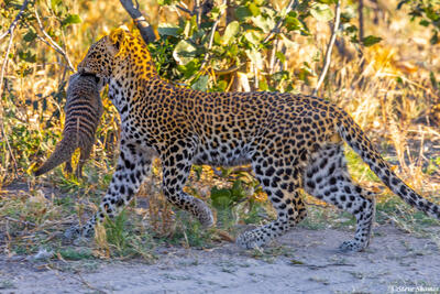 Botswana-Leopard Running With Mongoose