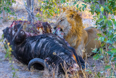 Botswana-Lion Eating