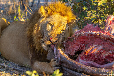 Botswana-Lion Eating Cape Buffalo