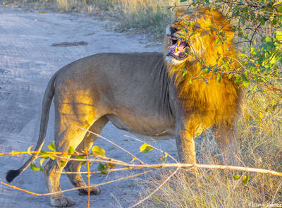 Botswana-Lion Grimacing