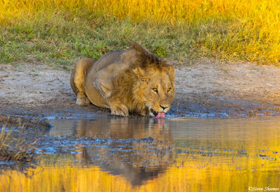 Botswana-Lion Having a Drink