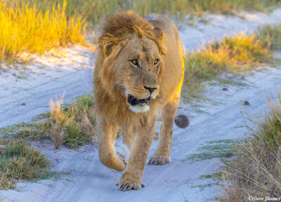 Botswana-Lion on the Road