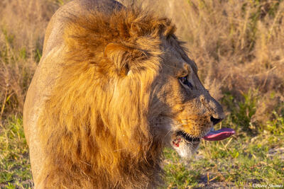 Botswana-Lion Sticking Out Tongue