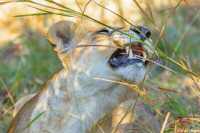 Botswana-Lioness Chewing Grass