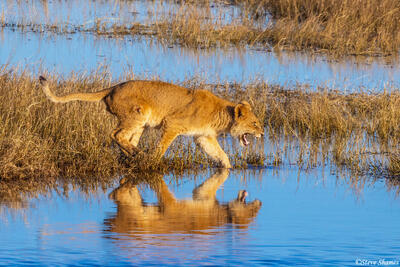 Botswana-Lioness in River