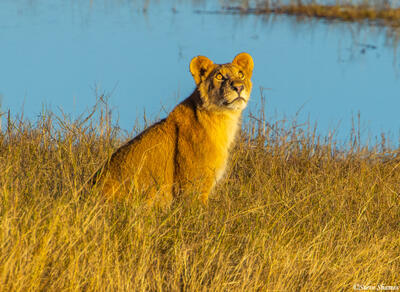Botswana-Lioness Looking Up