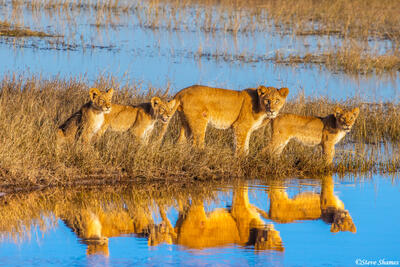 Botswana-Lioness Reflection