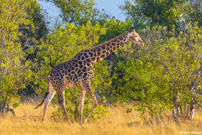 Botswana-Moremi Giraffe