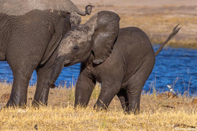 Botswana-Muddy Elephant Calf