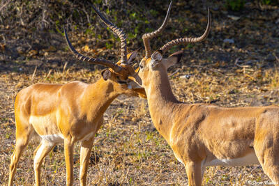 Botswana-Nuzzling Impalas