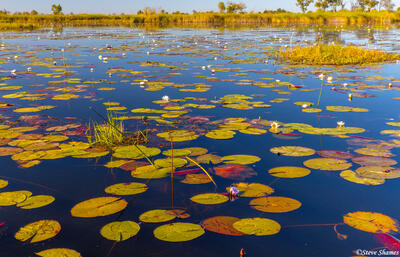 Botswana-Okavango Delta