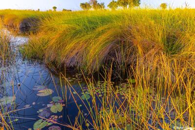 Botswana-Okavango Grass