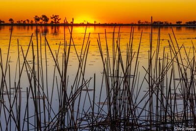Botswana-Okavango Sunset