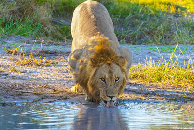 Botswana- Savuti Lion Drinking