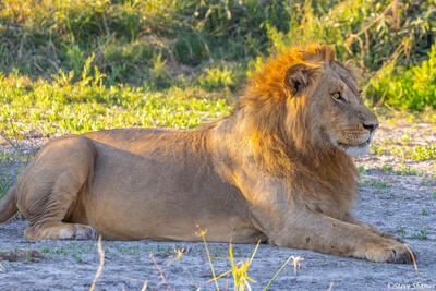 Botswana-Savuti Resting Lion