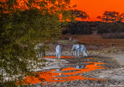 Botswana-Savuti Sunset