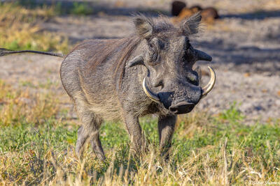Botswana-Savuti Warthog