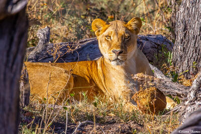 Botswana-Staring Lioness