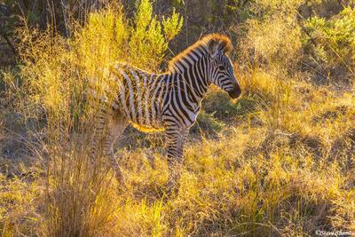Botswana-Sunlight Zebra