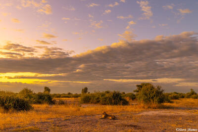 Botswana-Sunset Lion