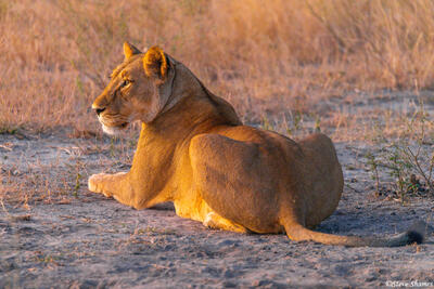 Botswana-Twilight Lioness