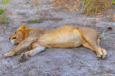 Botswana-Well Fed Lion