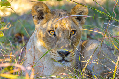 Botswana-Wide Eyed Lioness