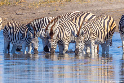 Botswana-Zebras in Boteti River