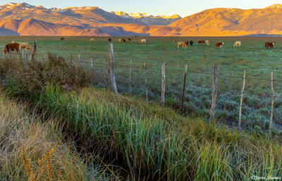 Bridgeport Sunrise Cows