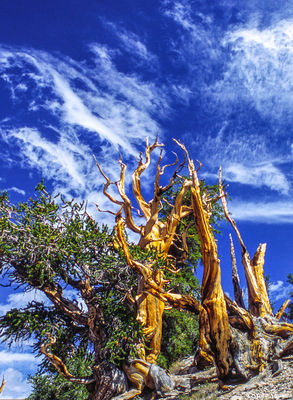 Bristlecone Pine Trees