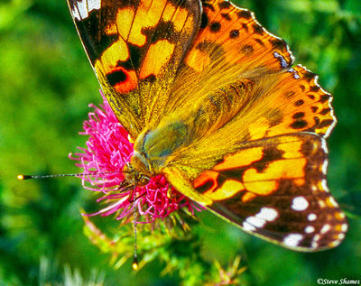 Butterfly Close Up