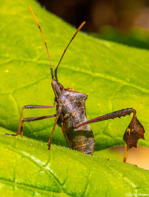 California Dock Bug