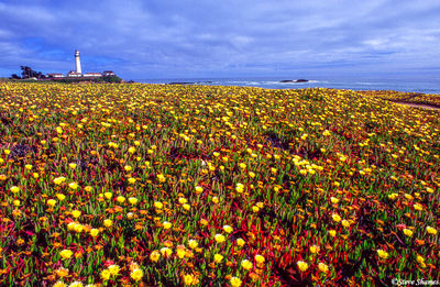 California Ice Plant