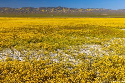 Carrizo Plain