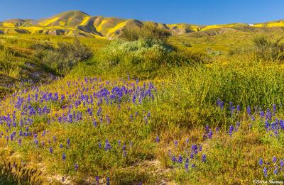 Carrizo Plain Lupines