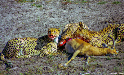 Cheetah Licking Face