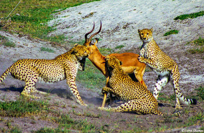 Cheetah Posing With Impala