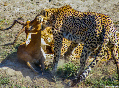 Cheetah Suffocation Hold