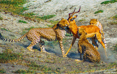 Cheetahs Catching Impala