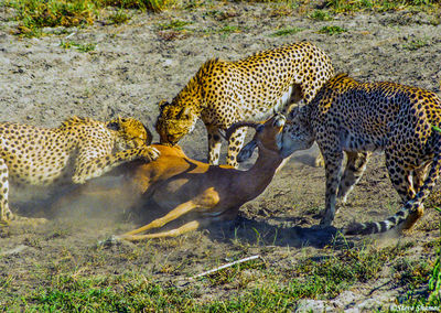 Cheetahs Making Kill
