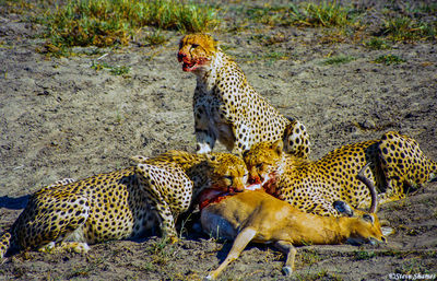 Cheetahs Quickly Eating