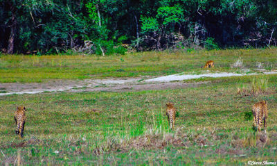 Cheetahs Stalking