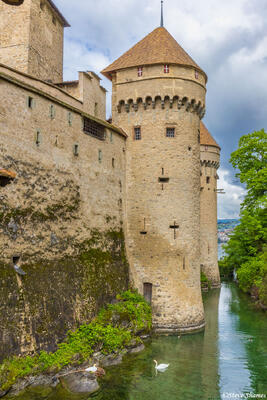 Chillon Castle Swans