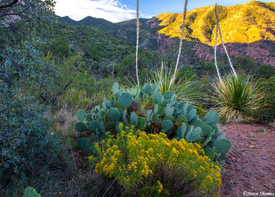 Chisos Basin Sunrise