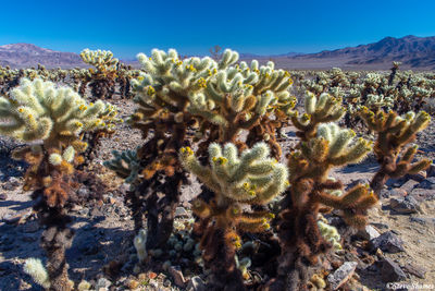 Cholla Cactus Joshua Tree