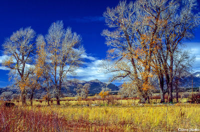 Colorado Pastoral Scene
