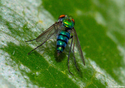 Colorful Condylostylus Fly