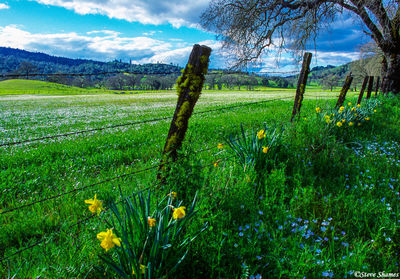 Country Field Fence