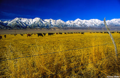 Cows by Sierras